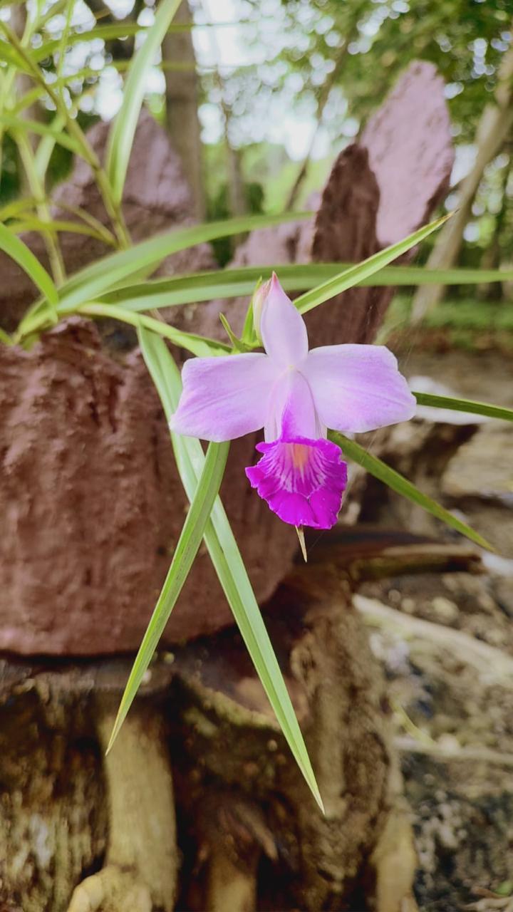 Orquídea silvestre entre la selva de Sapzurro
